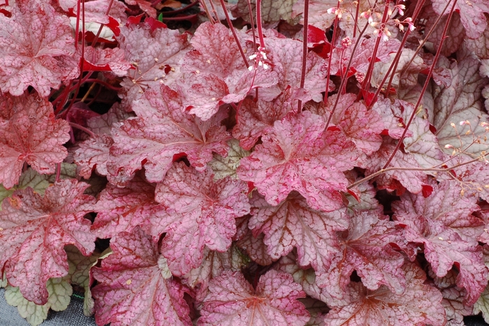 Berry Smoothie Coral Bells - Heuchera ''Berry Smoothie'' PP21871 (Coral Bells) from Betty's Azalea Ranch
