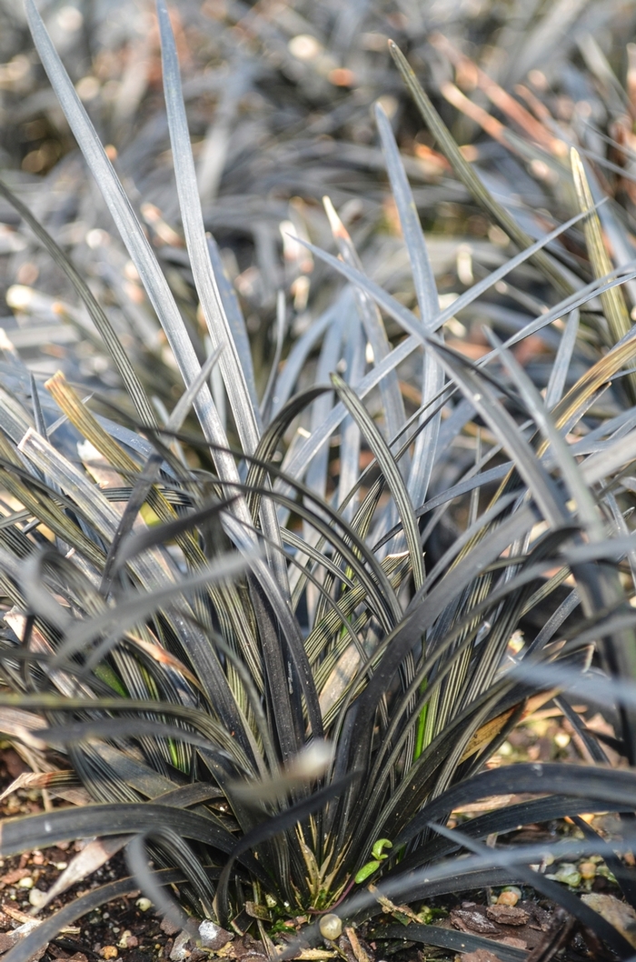 Nigrescens Black Mondo Grass - Ophiopogon planiscapus ''Nigrescens'' (Black Mondo Grass) from Betty's Azalea Ranch