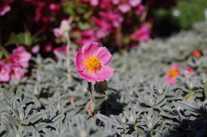 Sunrose - Helianthemum nummularium 'Wisley Pink' from Betty's Azalea Ranch