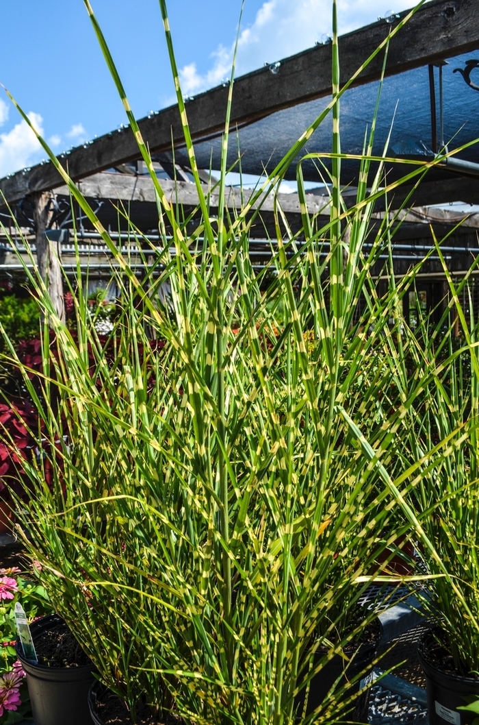 Strictus Porcupine Grass - Miscanthus sinensis ''Strictus'' (Porcupine Grass) from Betty's Azalea Ranch
