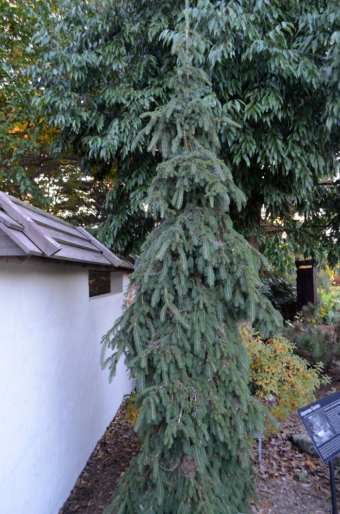 Pendula Weeping White Spruce - Picea glauca ''Pendula'' (Weeping White Spruce) from Betty's Azalea Ranch