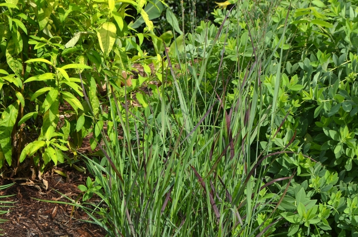 Ruby Ribbons Switchgrass - Panicum virgatum ''Ruby Ribbons'' (Switchgrass) from Betty's Azalea Ranch