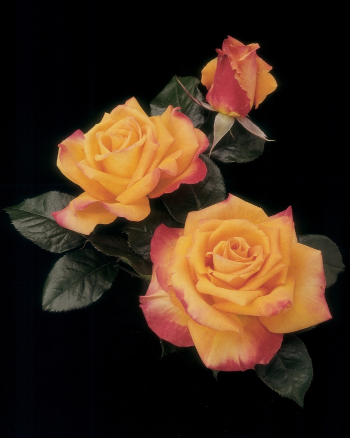 'Chris Evert' Hybrid Tea Rose - Rosa from Betty's Azalea Ranch