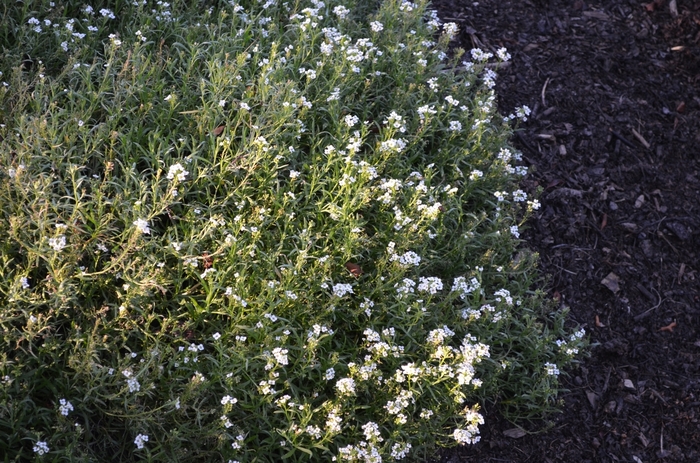White Knight® Sweet Alyssum - Lobularia ''Inlbuwikni'' PP25210, Can 4780 (Sweet Alyssum) from Betty's Azalea Ranch