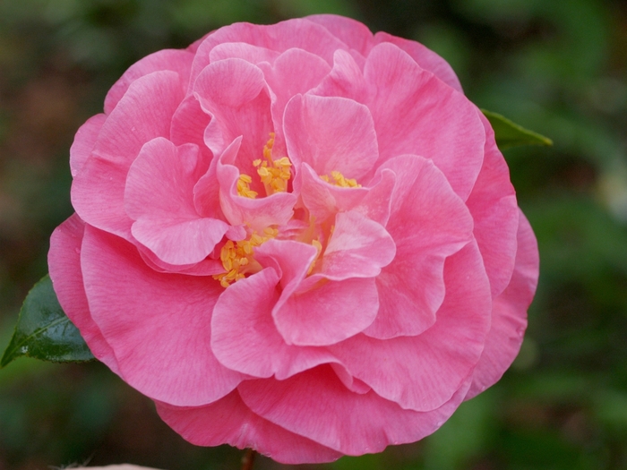 'Marie Bracey' Marie Bracey Camellia - Camellia japonica from Betty's Azalea Ranch