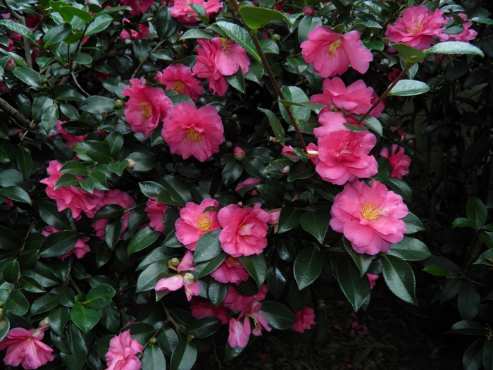 Shishi-Gashira Camellia - Camellia 'Shishi-Gashira' from Betty's Azalea Ranch