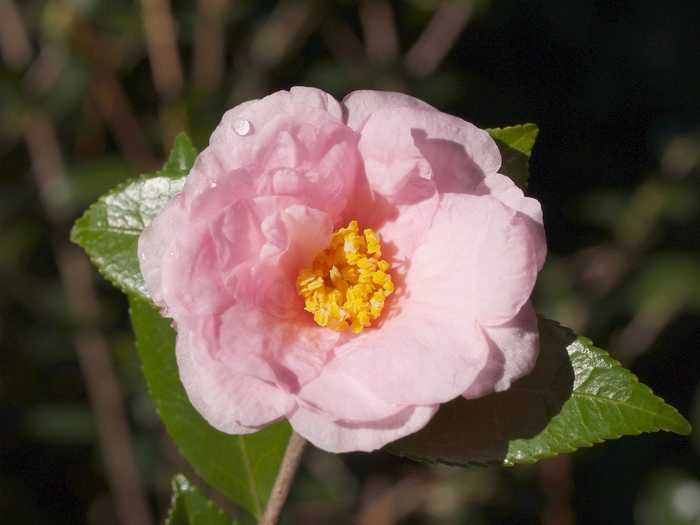 Winter's Dream Camellia - Camellia 'Winter's Dream' from Betty's Azalea Ranch