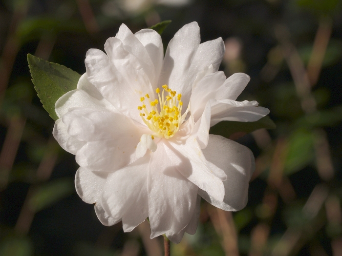 Winter's Rose Camellia - Camellia 'Winter's Rose' from Betty's Azalea Ranch