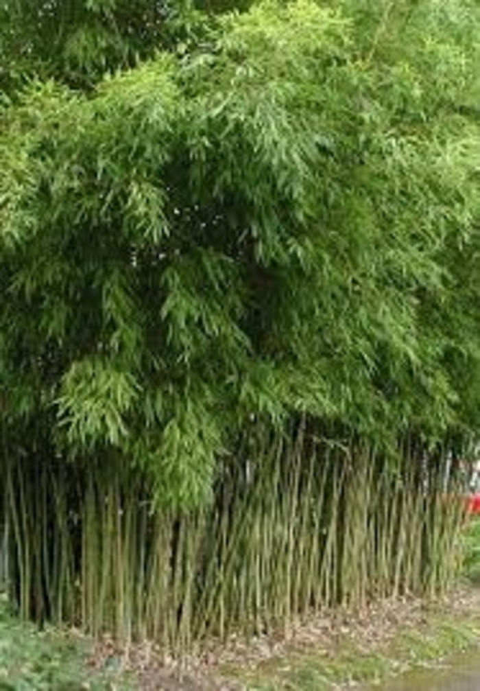 Fishpole Bamboo - Phyllostachys aurea (Fishpole Bamboo) from Betty's Azalea Ranch