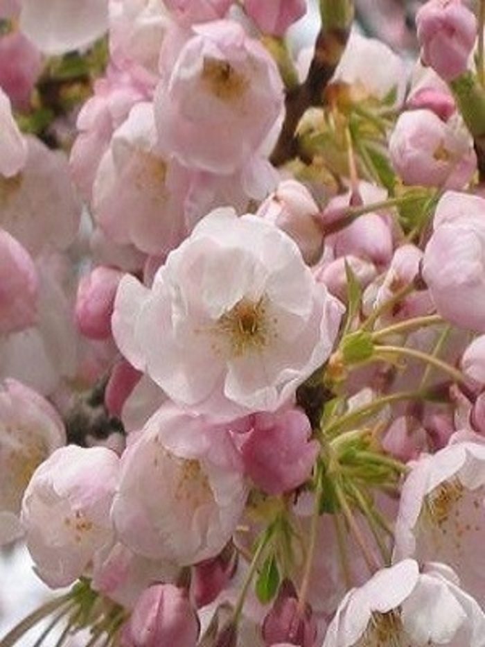 Akebono Yoshino Cherry - Prunus x yedoensis ''Akebono'' (Yoshino Cherry) from Betty's Azalea Ranch
