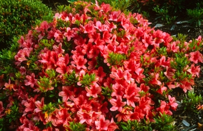 'Flame Creeper' Azalea - Rhododendron Satsuki hybrid from Betty's Azalea Ranch