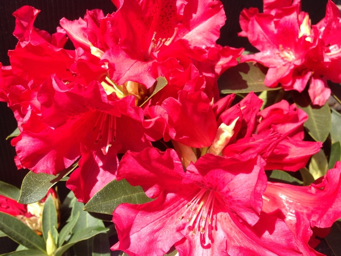 'Jean Marie de Montague' - Rhododendron from Betty's Azalea Ranch