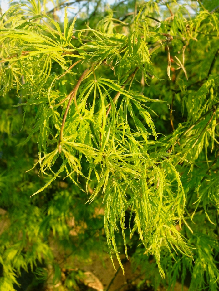 Green Cutleaf Japanese Maple - Acer palmatum dissectum 'Viridis' from Betty's Azalea Ranch