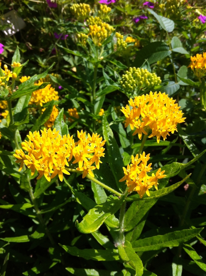Butterfly Milkweed - Asclepias tuberosa 'Hello Yellow' from Betty's Azalea Ranch