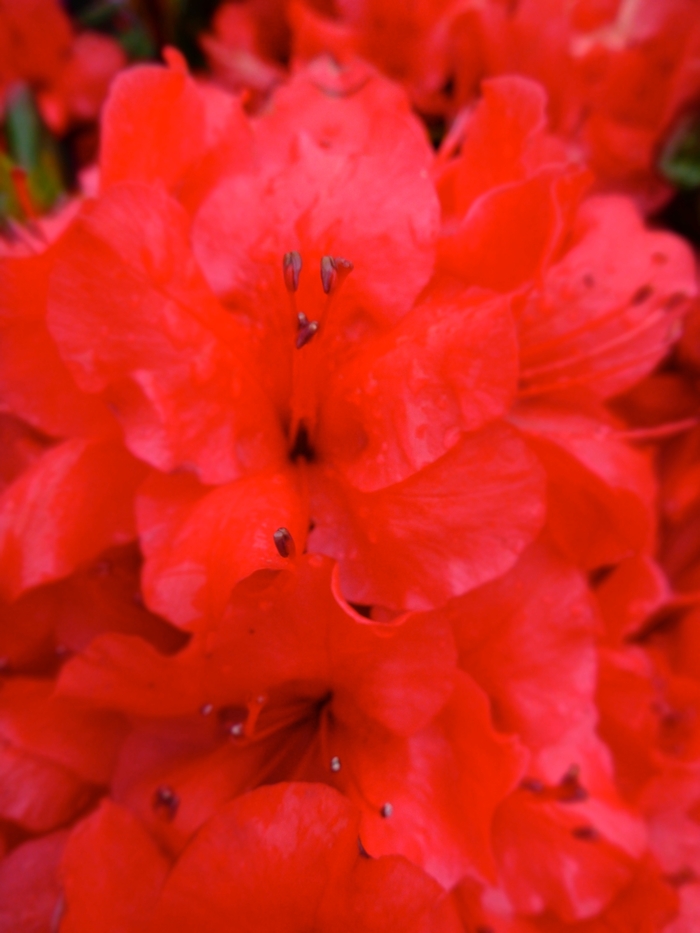'Girard's Scarlet' Azalea - Rhododendron Girard hybrid from Betty's Azalea Ranch