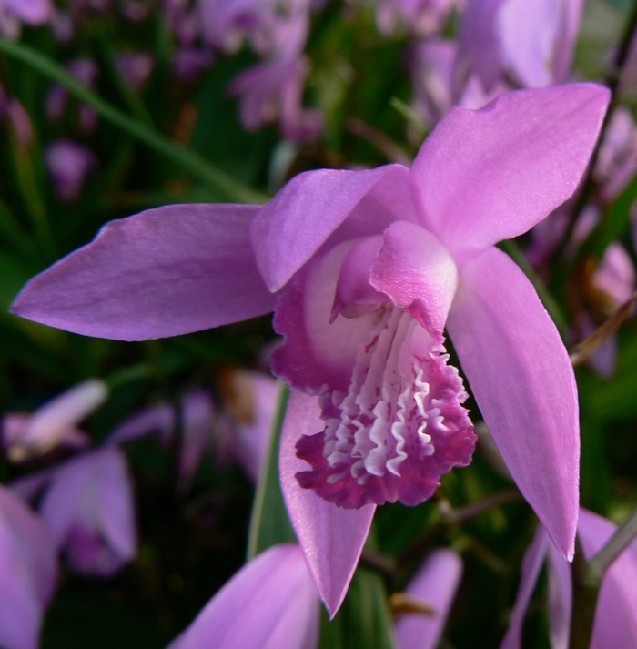 Chinese Ground Orchid - Bletilla striata from Betty's Azalea Ranch