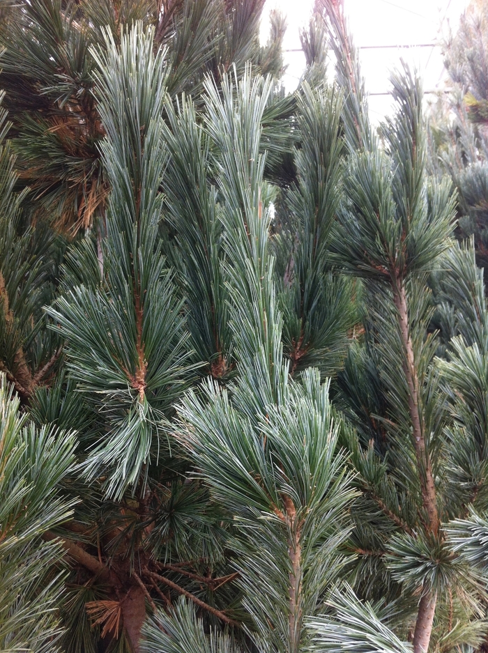 Vanderwolf''s Pyramid Limber Pine - Pinus flexilis ''Vanderwolf''s Pyramid'' (Limber Pine) from Betty's Azalea Ranch