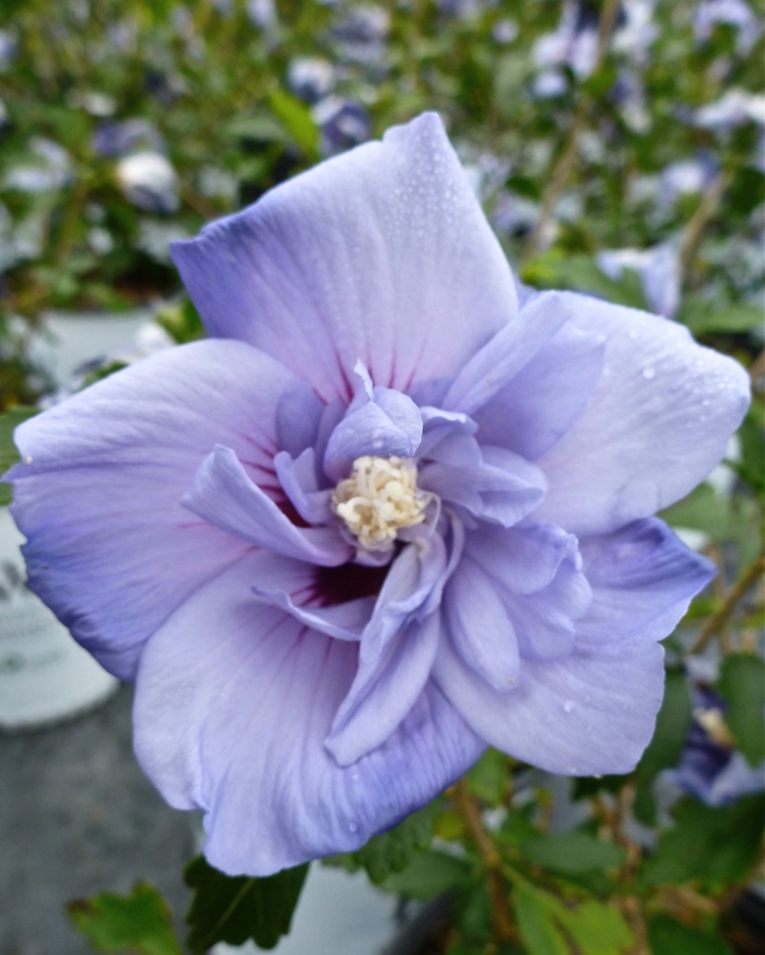 Blue Satin® Rose of Sharon - Hibiscus syriacus ''Marina'' PP12680 from Betty's Azalea Ranch