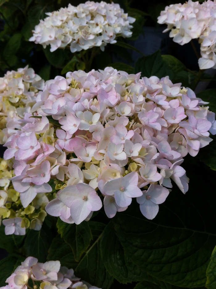 Endless Summer® Blushing Bride Hydrangea - Hydrangea macrophylla 'Blushing Bride' from Betty's Azalea Ranch