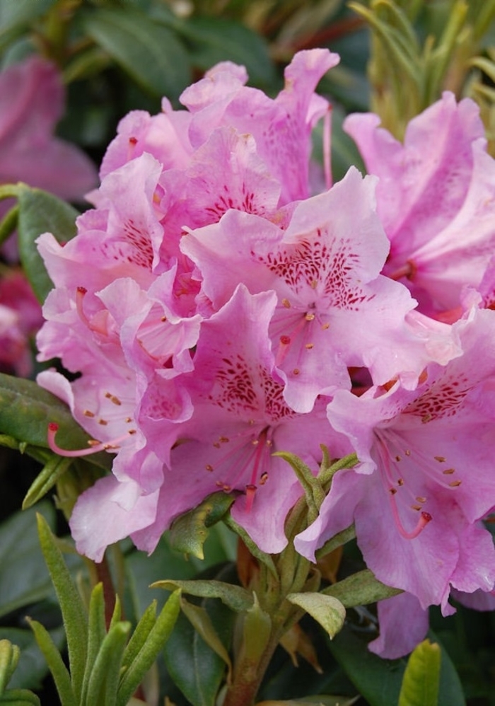 'Holden' - Rhododendron Shammarello hybrid from Betty's Azalea Ranch