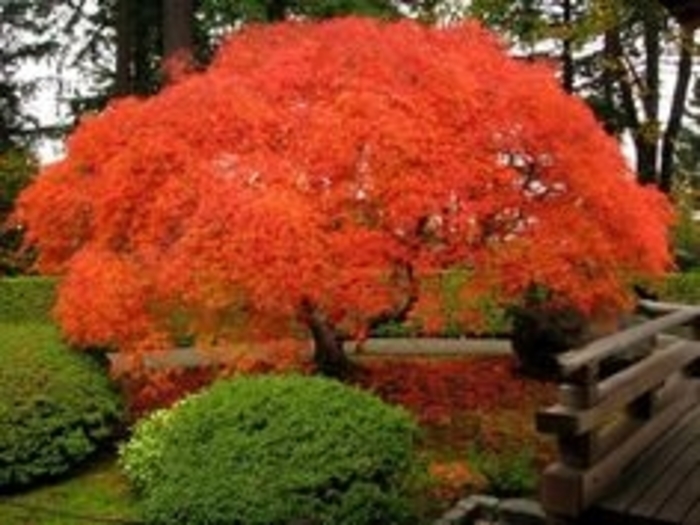Orange Flame Japanese Maple - Acer palmatum var. dissectum ''Orange Flame'' (Japanese Maple) from Betty's Azalea Ranch