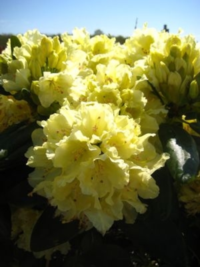 'Capistrano' - Rhododendron David Leach hybrid from Betty's Azalea Ranch