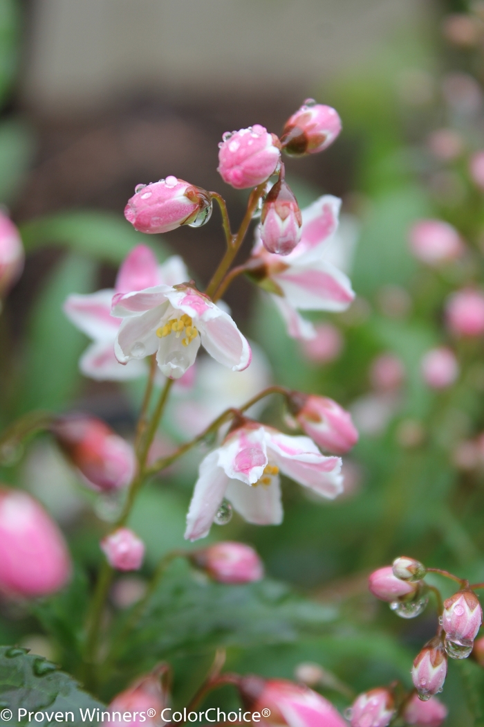 Deutzia - Deutzia x 'Yuki Cherry Blossom' from Betty's Azalea Ranch