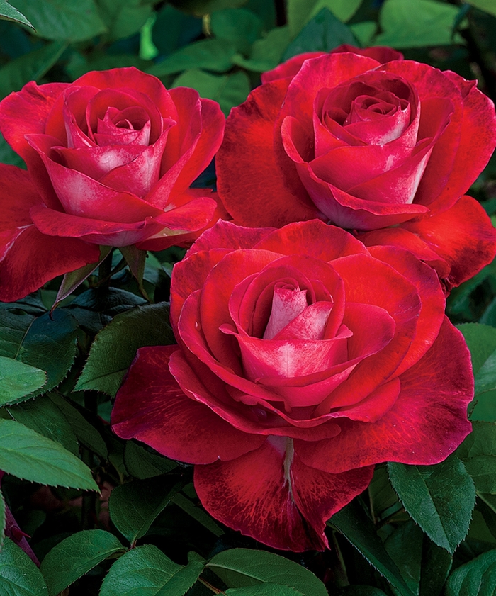 'Smokin' Hot™' Hybrid Tea Rose - Rosa from Betty's Azalea Ranch