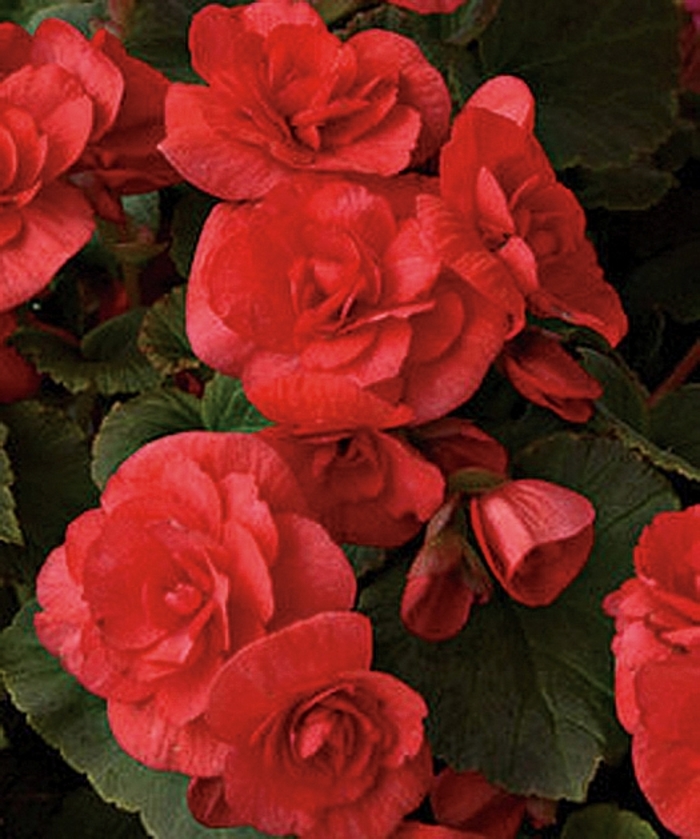 Solenia® Rieger Begonia - Begonia x hiemalis 'Solenia® Red Improved' from Betty's Azalea Ranch
