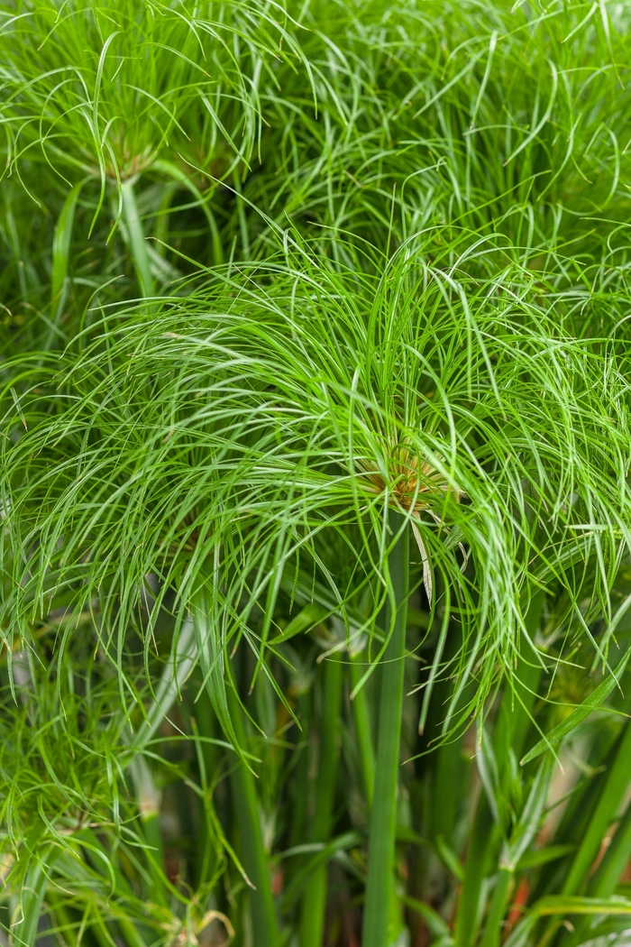Graceful Grasses® Prince Tut™ - Cyperus papyrus ''Prince Tut™'' (Dwarf Egyptian Papyrus) from Betty's Azalea Ranch