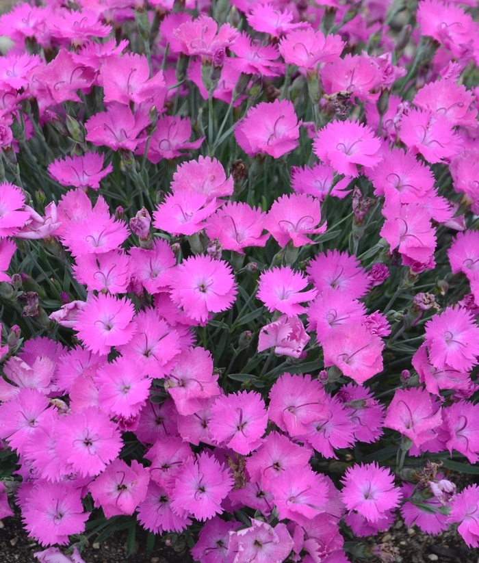Paint the Town Fuchsia Pinks - Dianthus ''Paint the Town Fuchsia'' PP28636 Can PBRAF (Pinks) from Betty's Azalea Ranch