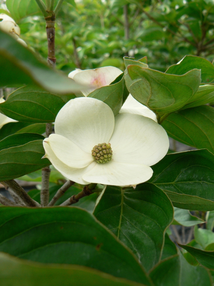 'Venus®' Chinese Flowering Dogwood - Cornus kousa from Betty's Azalea Ranch