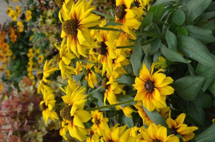 Summerina™ Echibeckia™ - Echibeckia 'Yellow' from Betty's Azalea Ranch