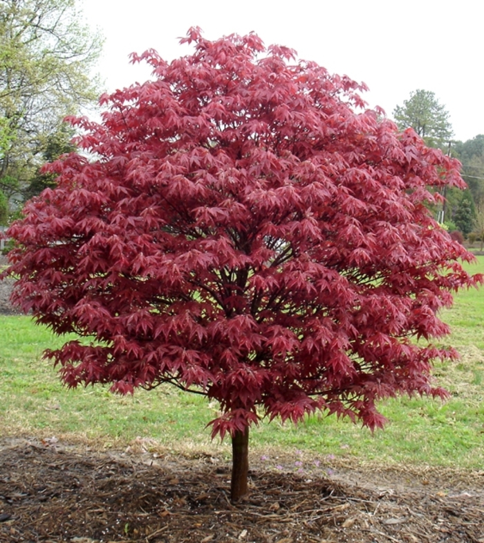 Japanese Maple - Acer palmatum 'Rhode Island Red' from Betty's Azalea Ranch