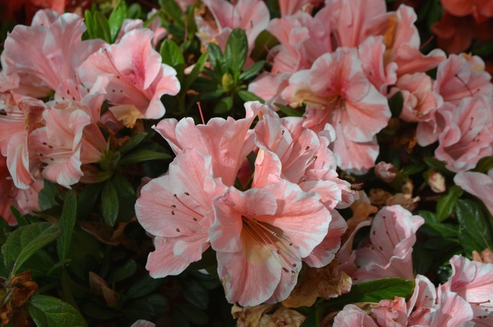 Encore® 'Autumn Sunburst®' - Rhododendron (Azalea) from Betty's Azalea Ranch