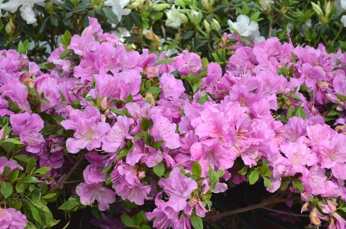 Encore® Azalea - Rhododendron 'Autumn Lilac™' from Betty's Azalea Ranch