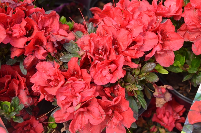 Encore® Azalea - Rhododendron 'Autumn Fire™' from Betty's Azalea Ranch