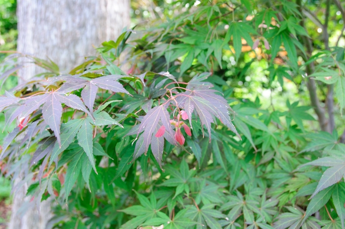 ''Atrolineare'' Japanese Maple - Acer palmatum from Betty's Azalea Ranch