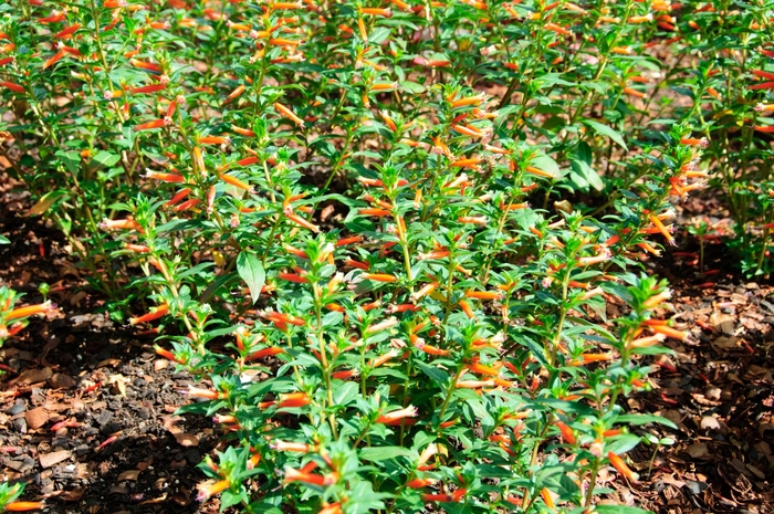 Vermillionaire® Large Firecracker Plant - Cuphea ''Vermillionaire®'' (Large Firecracker Plant) from Betty's Azalea Ranch