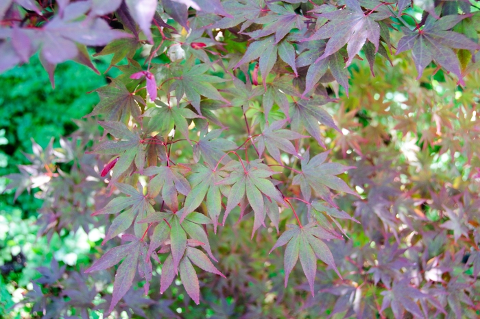 Fireglow Japanese Maple - Acer palmatum ''Fireglow'' (Japanese Maple) from Betty's Azalea Ranch