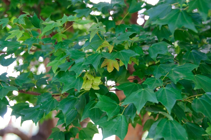 Trident Maple - Acer buergerianum (Trident Maple) from Betty's Azalea Ranch