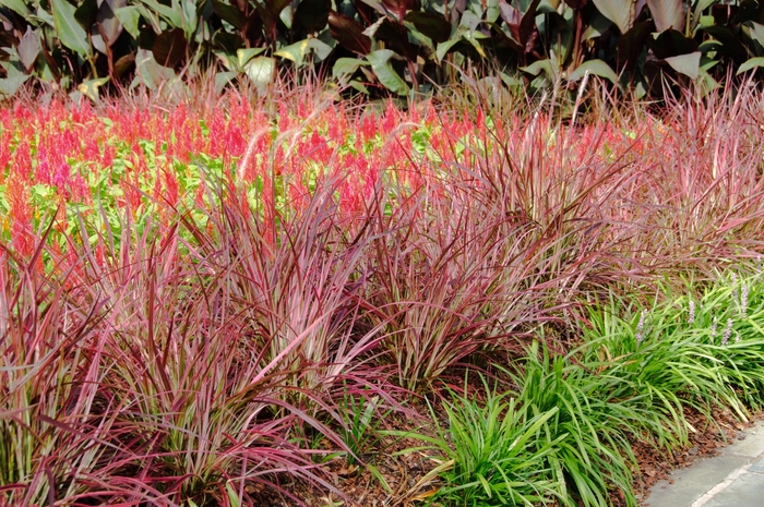 Graceful Grasses® Fireworks - Pennisetum setaceum ''Fireworks'' PP18504 (Variegated Red Fountain Grass) from Betty's Azalea Ranch