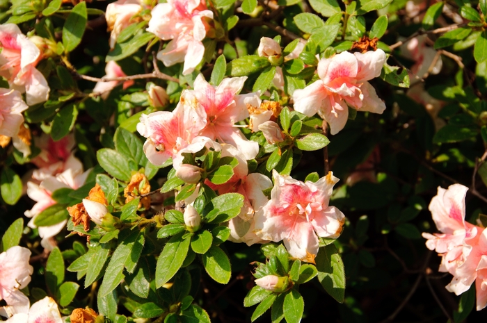 Encore® 'Autumn Belle®' - Rhododendron (Azalea) from Betty's Azalea Ranch