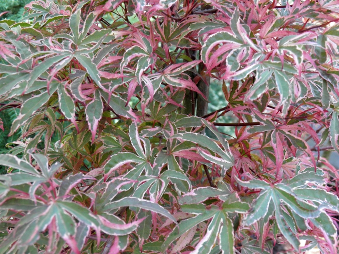 Shirazz Japanese Maple - Acer palmatum ''Gwen''s Rose Delight'' (Japanese Maple) from Betty's Azalea Ranch
