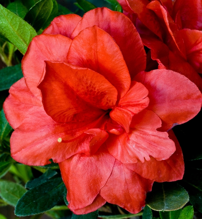 ReBLOOM™ 'Coral Amazement™' - Rhododendron (Azalea) from Betty's Azalea Ranch