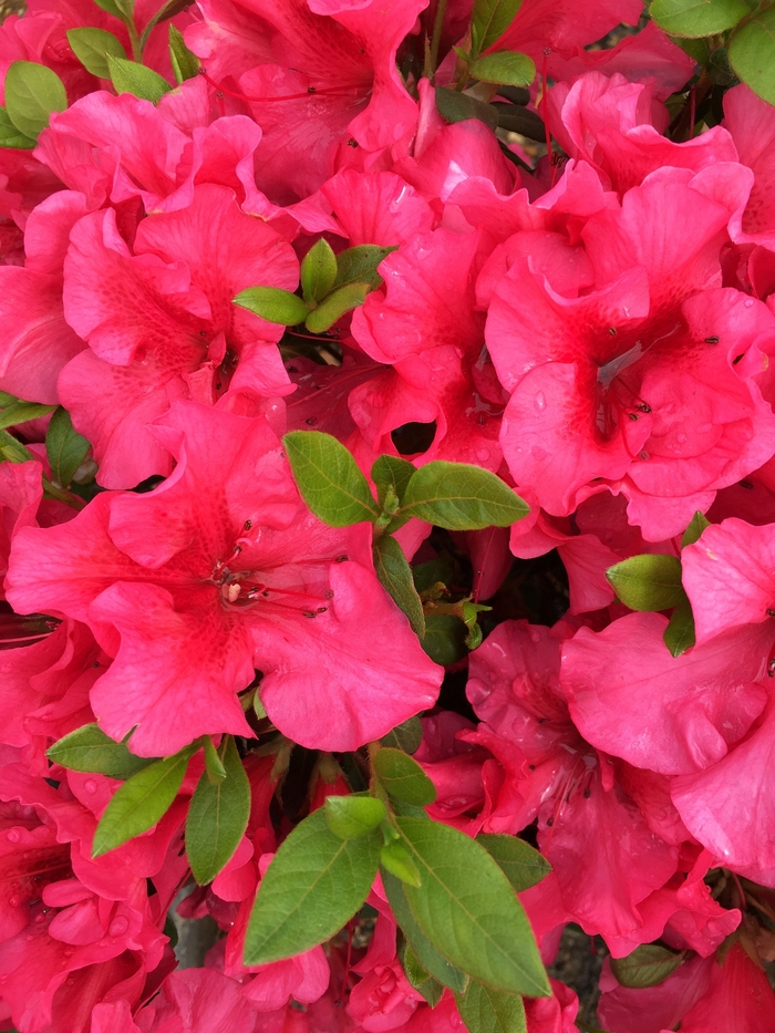 ReBLOOM™ 'Blush Elegance™' - Rhododendron (Azalea) from Betty's Azalea Ranch