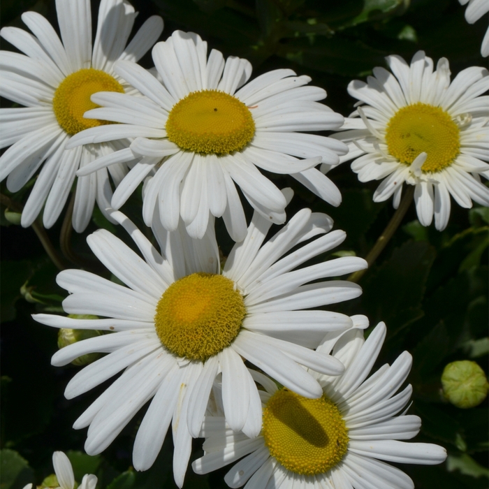 Montauk Daisy - Nipponanthemum nipponicum (Montauk Daisy) from Betty's Azalea Ranch