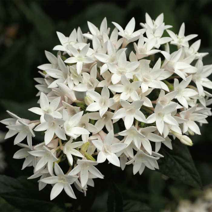 Falling Star™ White - Pentas lanceolata ''White'' (Starflower) from Betty's Azalea Ranch