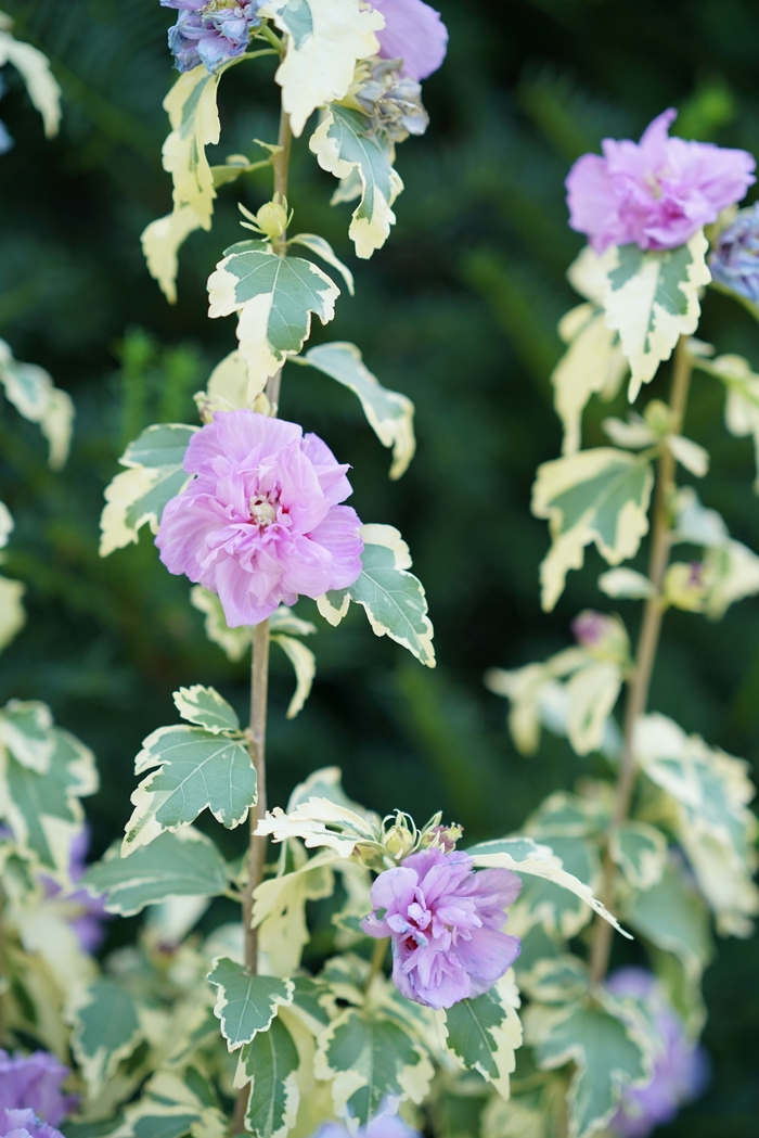 Rose of Sharon - Hibiscus syriacus 'Sugar Tip® Gold' from Betty's Azalea Ranch