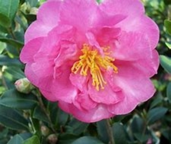 'Stephanie Golden' - Camellia sasanqua from Betty's Azalea Ranch